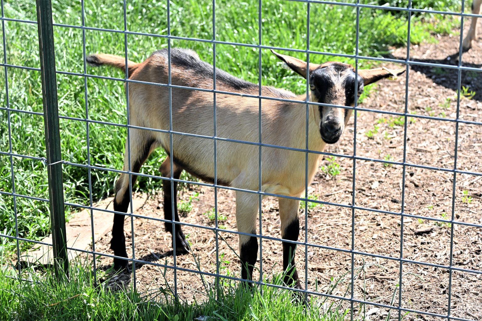 Goat Dairy To Host Fond Du Lac County Breakfast On The Farm 1330